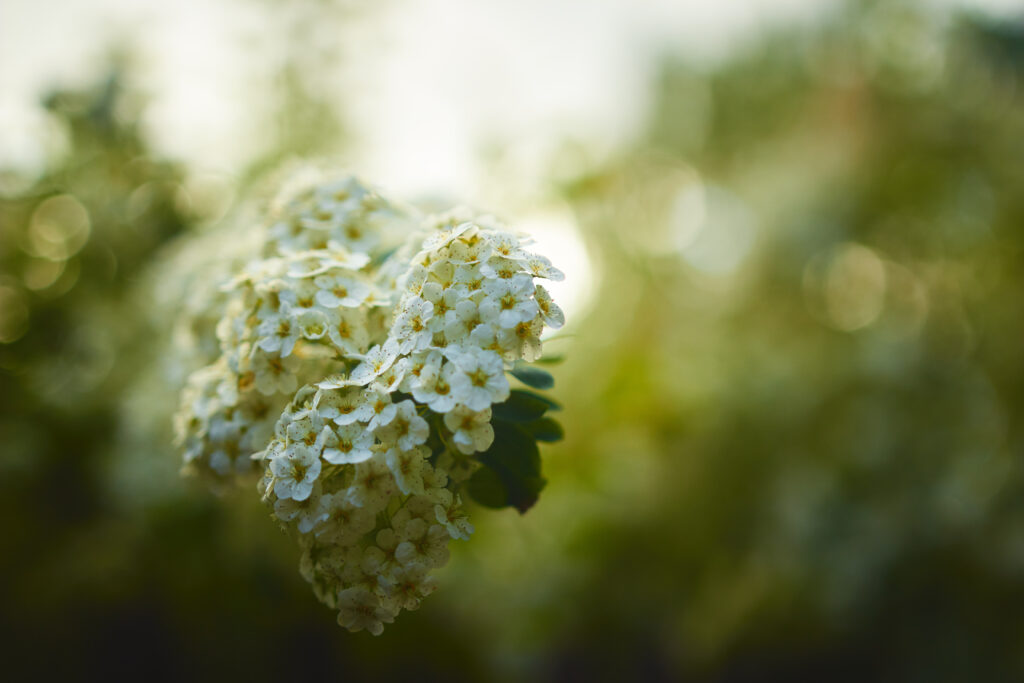 Närbild på en blomma