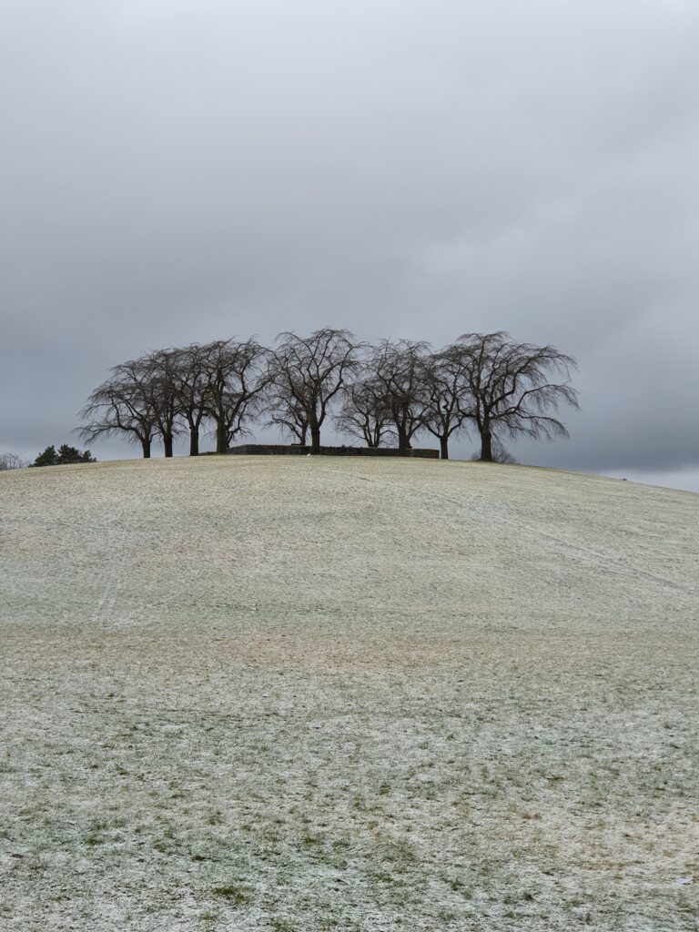 Snöig kulle med en trädrad i vinterljus
