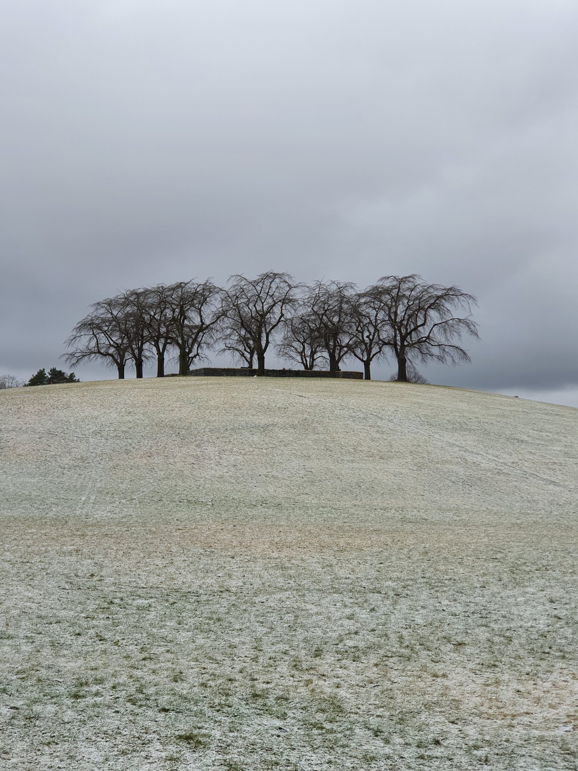 Snöig kulle med en trädrad i vinterljus